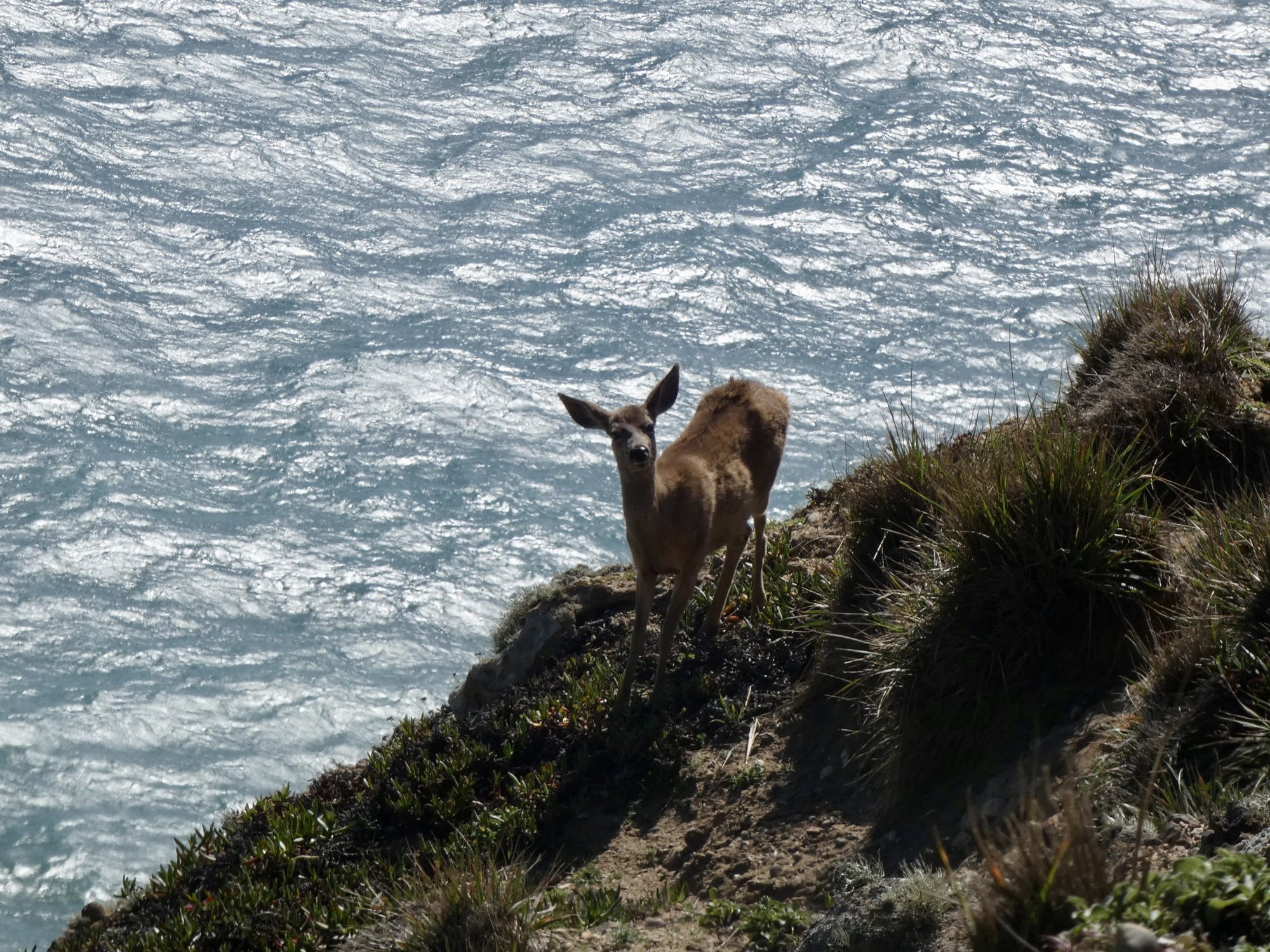 Young deer on a grassy cliff edge above glittering ocean